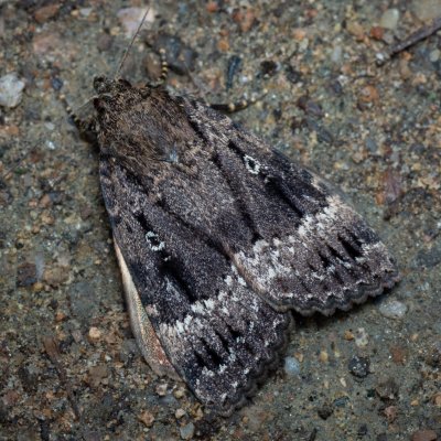 Amphipyra pyramidea (blýskavka ořešáková), Žebětín