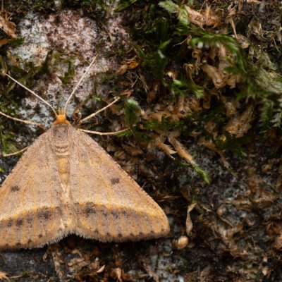 Isturgia arenacearia (kropenatec čičorkový), NPP Jeskyně Pekárna