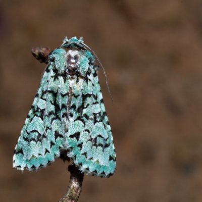 Griposia aprilina (pestroskvrnka zelenavá), Žebětín