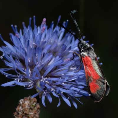 Zygaena punctum (vřetenuška čtverotečná), Havranické vřesoviště