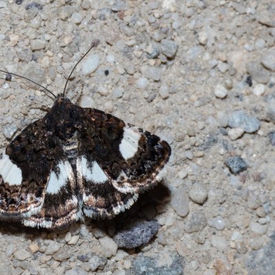 Tyta luctuosa (tmavoskvrnka svlačcová), Havranické vřesoviště