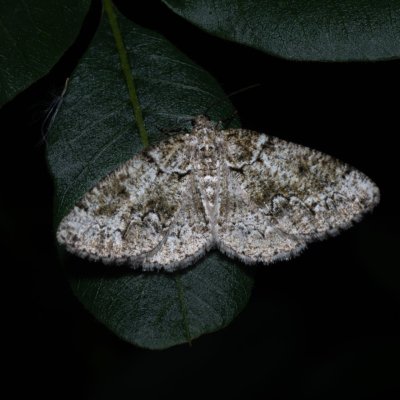 Cleorodes lichenaria (různorožec lišejníkový), GR, Sokraki, Korfu