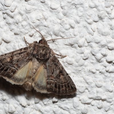 Thalpophila matura (blýskavka travní), HR, Jablanac