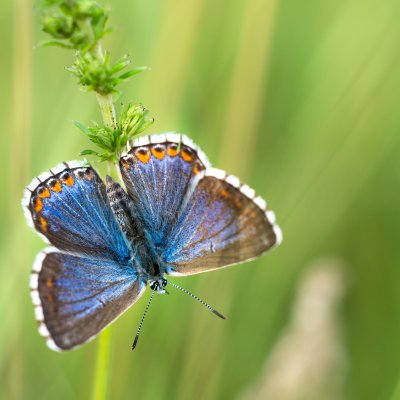 Polyommatus bellargus (modrásek jetelový), PR Kamenný vrch