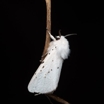 Spilosoma lubricipeda (přástevník mátový), PP Bobrava