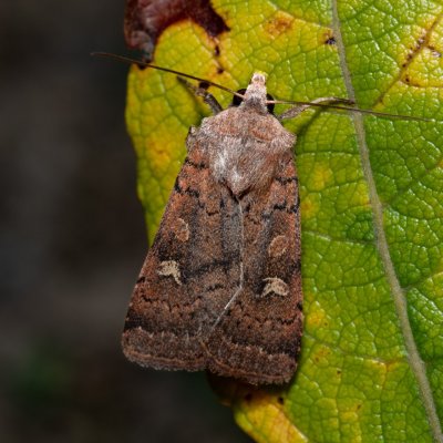 Xestia xanthographa (osenice žlutoskvrnná), Hády