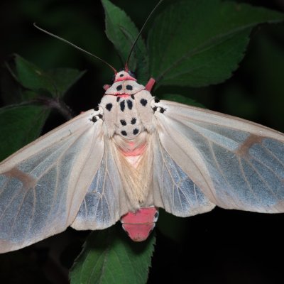 Amerila astreus (-), TH, Khao Sok