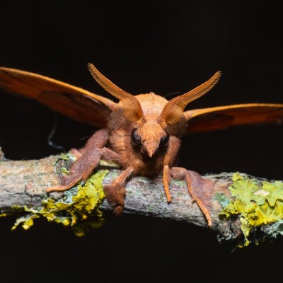 Odonestis pruni (bourovec švestkový), NPR Slanisko u Nesytu