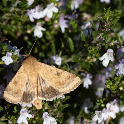 Helicoverpa armigera (černopáska bavlníková), HR, Jablanac