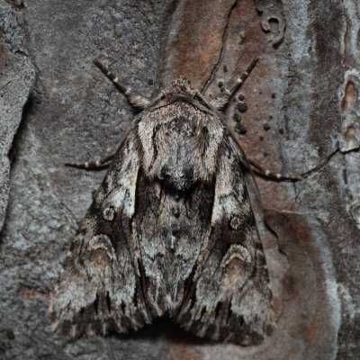 Chloantha hyperici (osenice třezalková), Kobylí