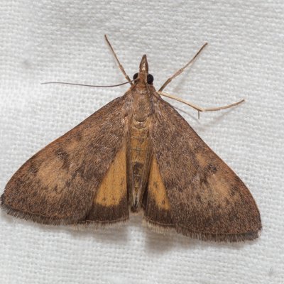 Uresiphita gilvata (-), Hády