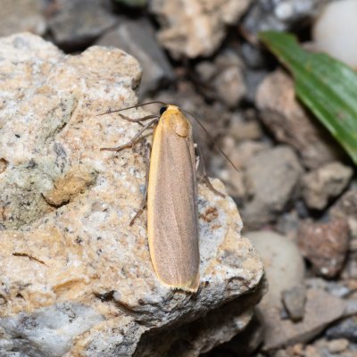 Eilema lurideola (lišejníkovec obecný), Hády