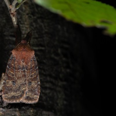Conistra vaccinii (zimovnice brusnicová), Žebětín