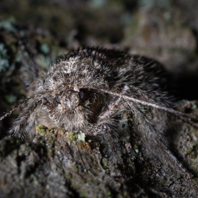 Apocheima hispidaria (drsnokřídlec dubový), Žebětín