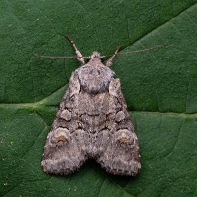Brachylomia viminalis (jasnobarvec vrbový), NPP Jeskyně Pekárna