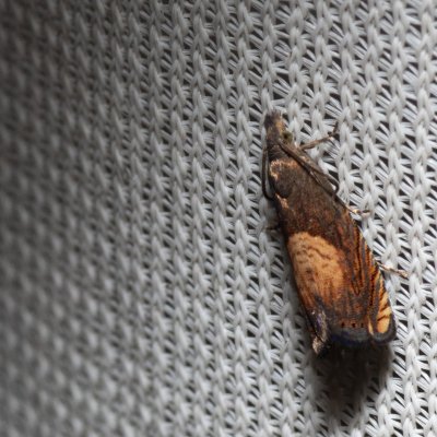 Dichrorampha heegerana (-), NPR Slanisko u Nesytu