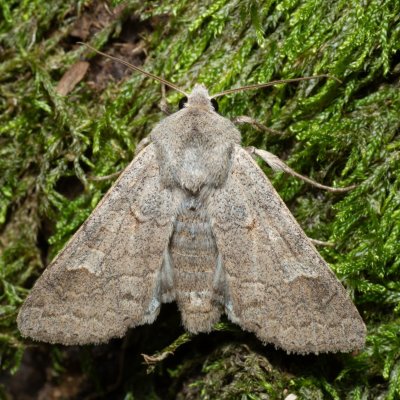 Ammoconia caecimacula (polnice šedá), Kamenný vrch