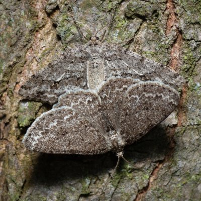 Ectropis crepuscularia (různorožec orlíčkový), Žebětín