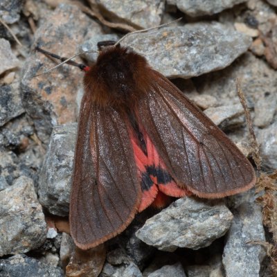 Phragmatobia fuliginosa (přástevník šťovíkový), PR Bosonožský hájek