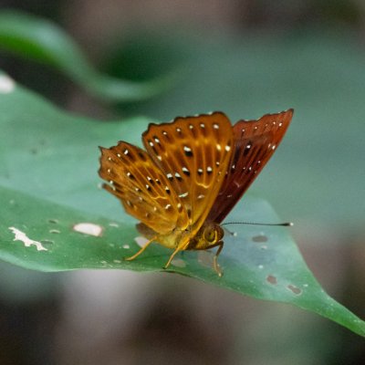 Zemeros flegyas (-), TH, Khao Sok