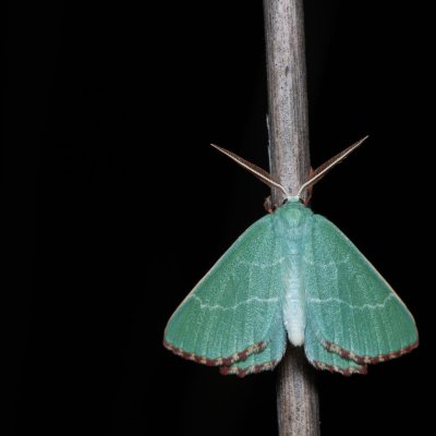 Thalera fimbrialis (zelenopláštník mateřídouškový), Havranické vřesoviště