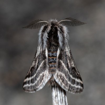 Lycia zonaria (drsnokřídlec bělopásný), PP Člupy