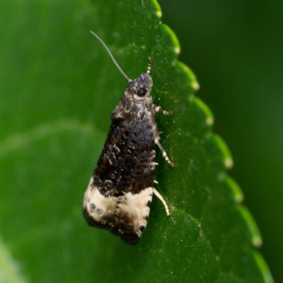 Hedya pruniana (obaleč střemchový), Augšperský potok