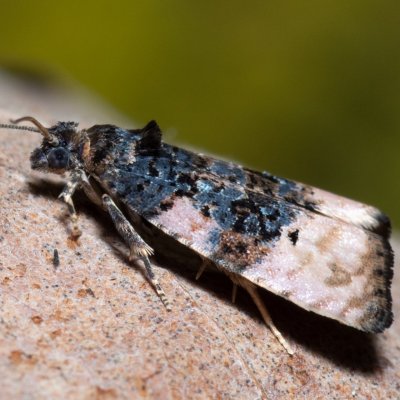 Hedya atropunctana (-), PP Bobrava