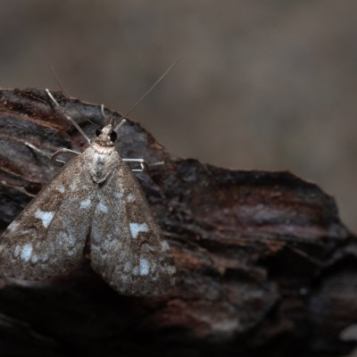 Udea olivalis (zavíječ běloskvrnný), Kateřinská jeskyně