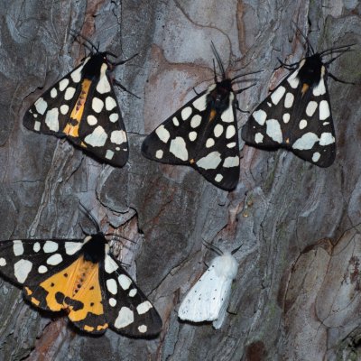 Arctia villica (přástevník špenátový), Spilosoma lubricipeda (přástevník mátový), Kobylí
