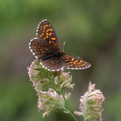 Melitaea diamina (hnědásek rozrazilový), SK, Štôla