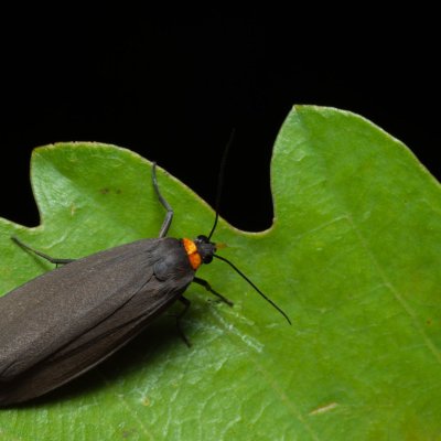 Atolmis rubricollis (lišejníkovec černý), PP Černice