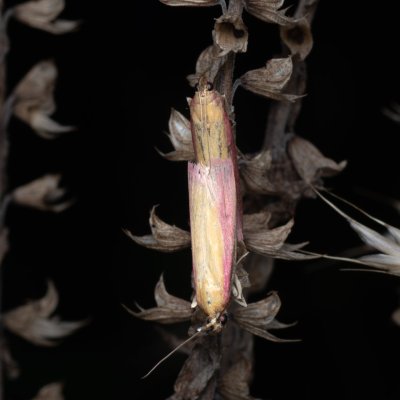 Oncocera semirubella (zavíječ červenožlutý), PP Na cvičišti