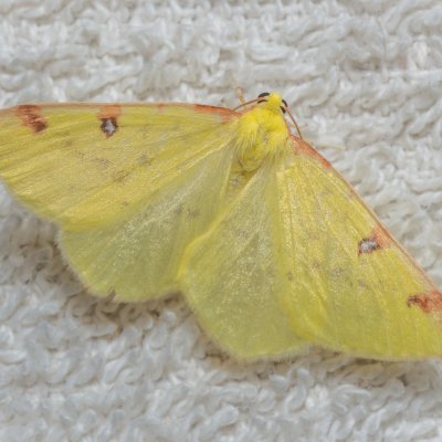 Opisthograptis luteolata (zejkovec hlohový), IT, Kuens, Jižní Tyrolsko