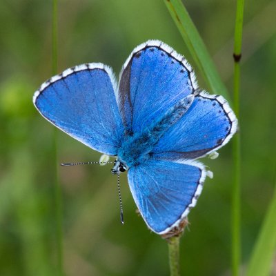 Polyommatus bellargus (modrásek jetelový), PR Kamenný vrch