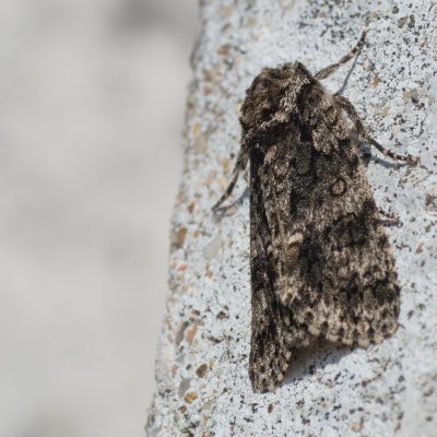 Acronicta rumicis (šípověnka hojná), PR Svatý kopeček