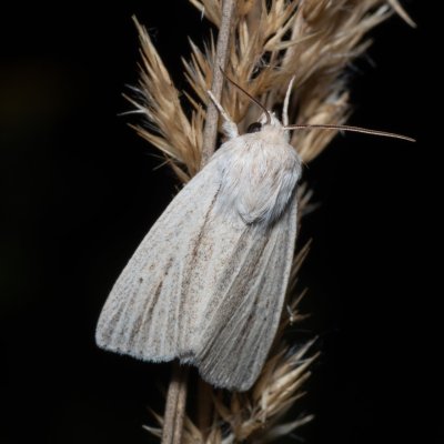 Simyra albovenosa (šípověnka bahenní), Hrabětice