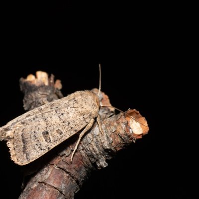 Hoplodrina superstes (blýskavka svízelová), Kývalka
