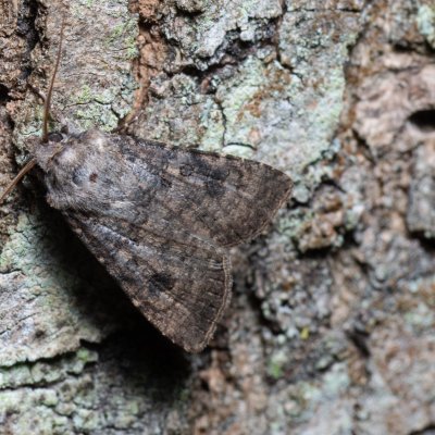 Agrotis segetum (osenice polní), Augšperský potok