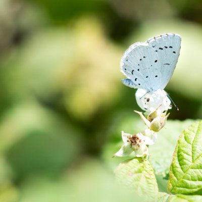 Celastrina argiolus (modrásek krušinový), Bosonohy