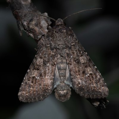 Sideridis turbida (můra bělotečná), Hády