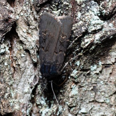 Euxoa nigricans (osenice černavá), Žebětín