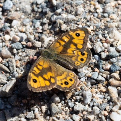 Lasiommata megera (okáč zední), Ketkovice