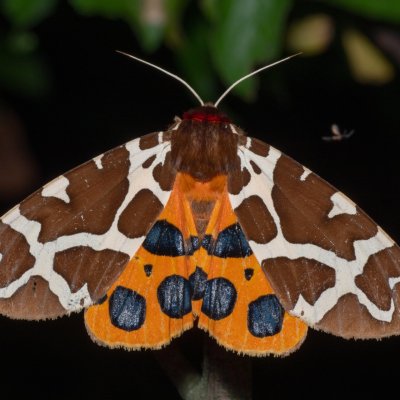 Arctia caja (přástevník medvědí), Hrabětice