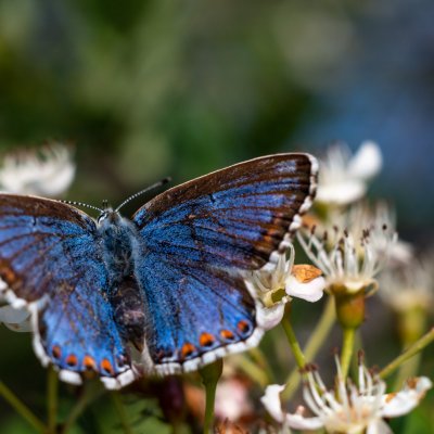 Polyommatus bellargus (modrásek jetelový), PR Liščí vrch