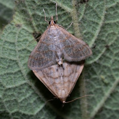 Paracorsia repandalis (-), Havranické vřesoviště