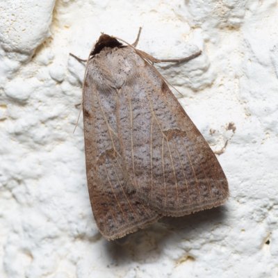 Lygephila viciae (hnědopáska polní), SK, Súľov-Hradná