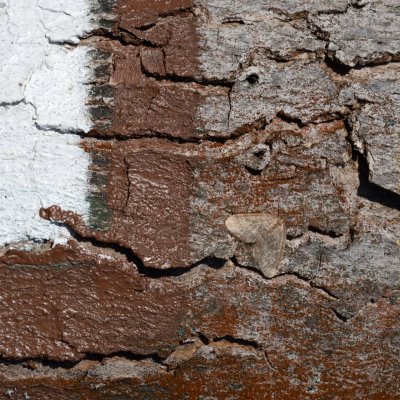 Operophtera brumata (píďalka podzimní), Podkomorské lesy