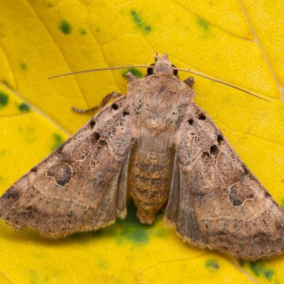 Eugnorisma depuncta (osenice tečkovaná), lom Perná