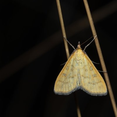 Mecyna flavalis (-), PR Kamenný vrch